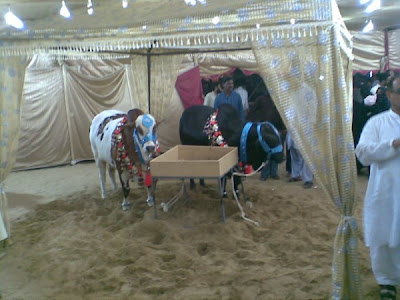 Cows in the market for this Eid-ul-Azha