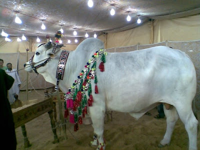 Cows in the market for this Eid-ul-Azha