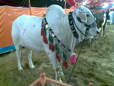 Cows in the market for this Eid-ul-Azha