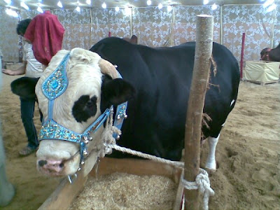 Cows in the market for this Eid-ul-Azha