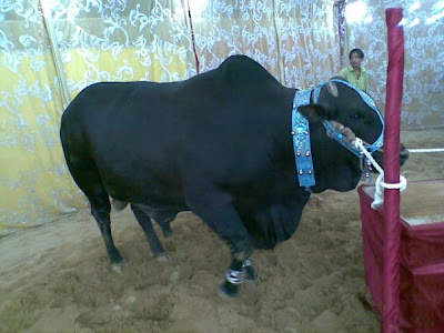Cows in the market for this Eid-ul-Azha