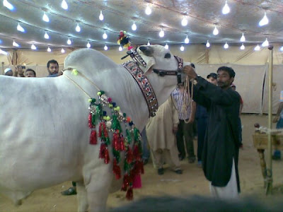 Cows in the market for this Eid-ul-Azha