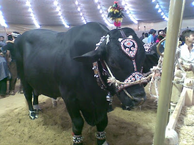 Cows in the market for this Eid-ul-Azha