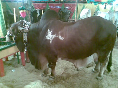 Cows in the market for this Eid-ul-Azha