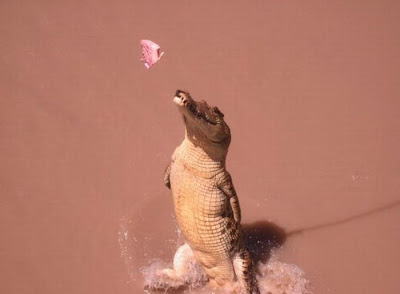 How To Feed Crocodiles