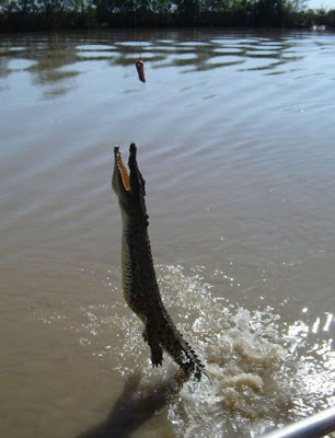 How To Feed Crocodiles