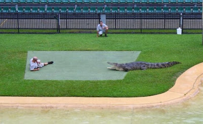 How To Feed Crocodiles