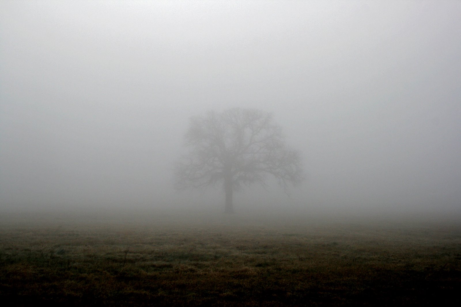 [TheMist.jpg]