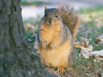 Oregon's famous Squirrel