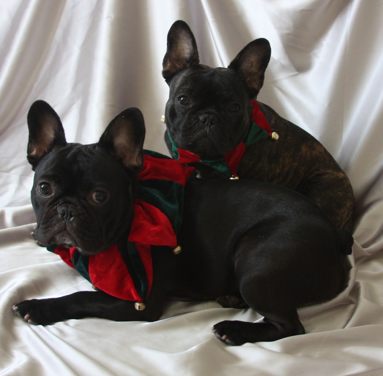Brutus the Frenchie (&amp; Carmen too): Merry Christmas Everyone!!!