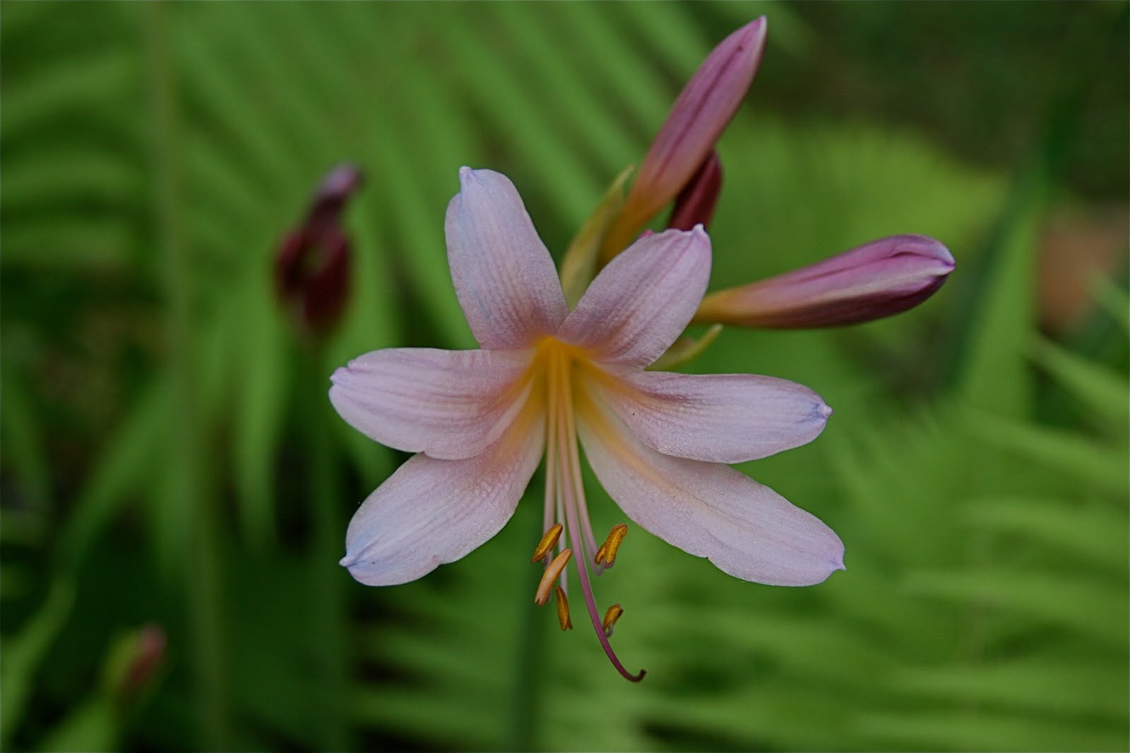 Mother Natures Garden Evolution: Surprise Lily 