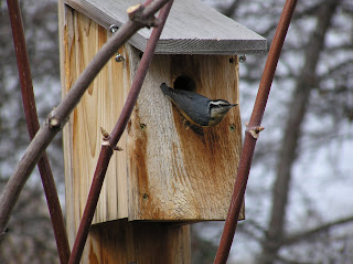 Bird,bird cage,bird bath,bird feeders,bird house