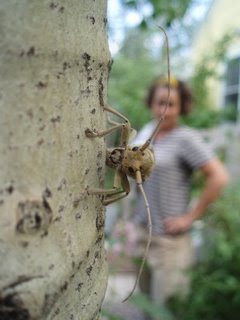 Montana Wildlife Gardener: Ecology of Quaking Aspen in our Yard