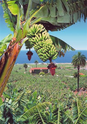 La Cazoleta de Samarines: EL MONOCULTIVO DEL PLATANO EN CANARIAS, UN