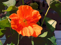 HÖGSOMMAR---juli---krasse!