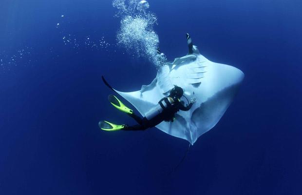 [Manta+Rays+Swim+With+Divers+_7.jpg]