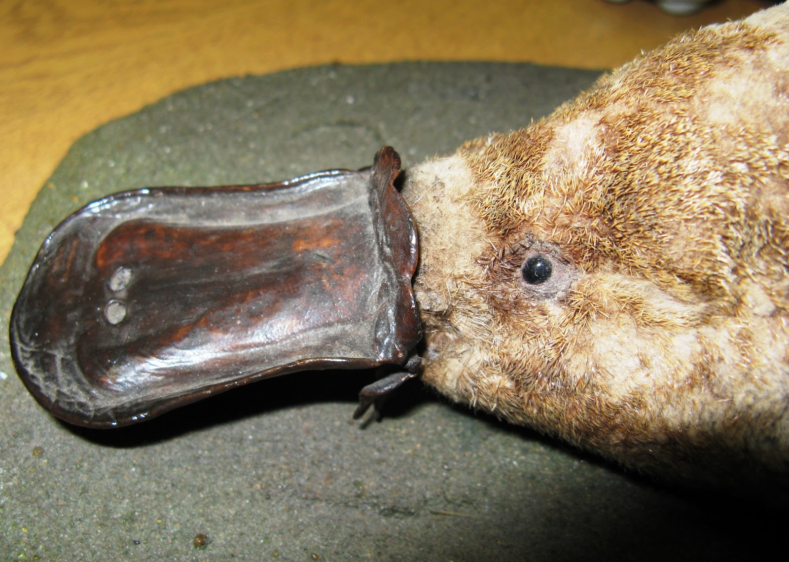 duck billed platypus baby gangsta duck billed platypus baby gangsta