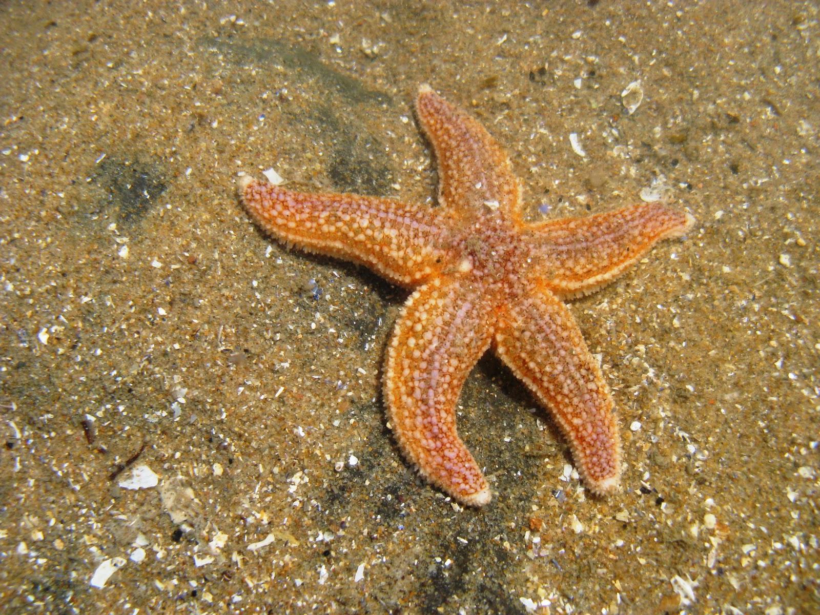 Морская звезда ростов. Энсантимолз морская звезда. Морская звезда Велатиды. Желтая морская звезда. Морская звезда маленькая.