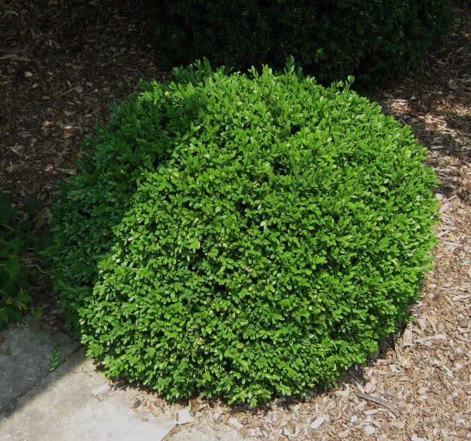 Future Plants by Randy Stewart: Boxwoods
