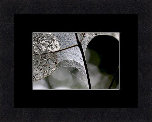 [framedArt2,+Georgieva.jpg]