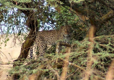 [Leopard+Nairobi+NP+Dec+2009+Yumi+Yamane.jpg]