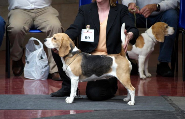 Spey Valley Dog Training Club Scottish Beagle Club Champ Show