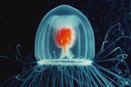 [meduza.jpg]