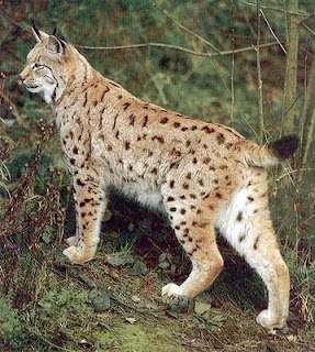lince Lynx lynx