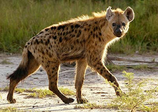 hienidae hiena manchada Crocuta croccuta