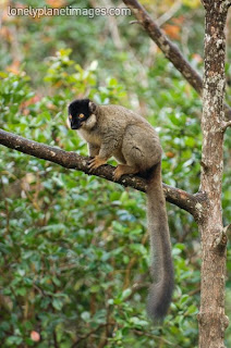 lemur marron Eulemur fulvus