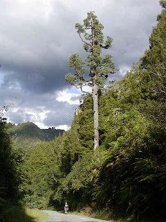 pino blanco Dacrycarpus dacrydioides