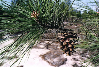Pinus taeda y su relacion con la fauna