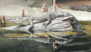 aligator de Mississipi Alligator mississippiensis