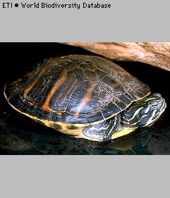 tortuga vientre rojo Pseudemys nelsoni