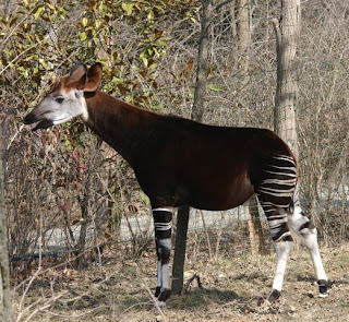 giraffidae Okapi Okapia jhonstonii