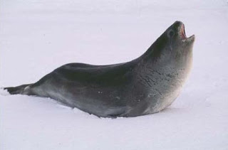 foca de Ross Ommatophoca rossii