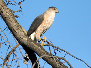 Gavilán de Cooper Accipiter cooperii