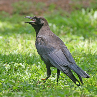cuervo pescador Corvus ossifragus