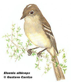 fio fio silbon Elaenia albiceps argentinian birds