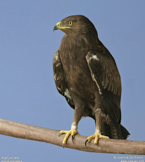 Lesser spotted Eagle