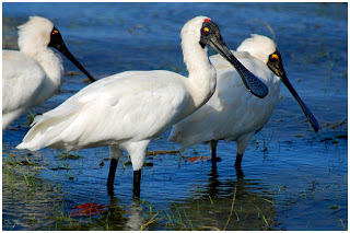 espatula real Platalea regia