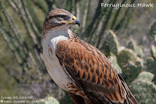 busardo herrumbroso Buteo regalis