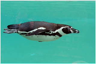 spheniscidae Pinguino de Humboldt Spheniscus humboldti