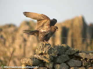 halcon gerifalte Falco rusticolus aves rapaces