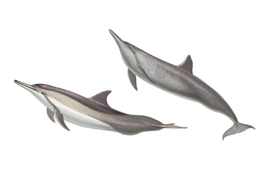 delfin tornillon Stenella longirostris mamíferos marinos
