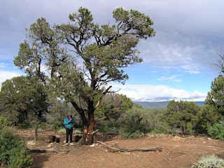 piñon Pinus edulis