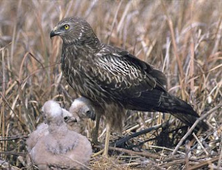 aguilucho lagunero etiopico Circus ranivorus aves de africa