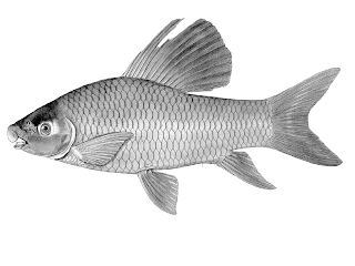 Kibimbi Labeo longipinnis peces de África