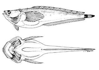 sapo cabezon Porichthys notatus