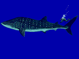 tiburon ballena Rhincodon typus tiburones en peligro de extincion